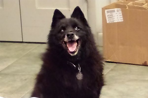 A Happy Rescued Schipperke