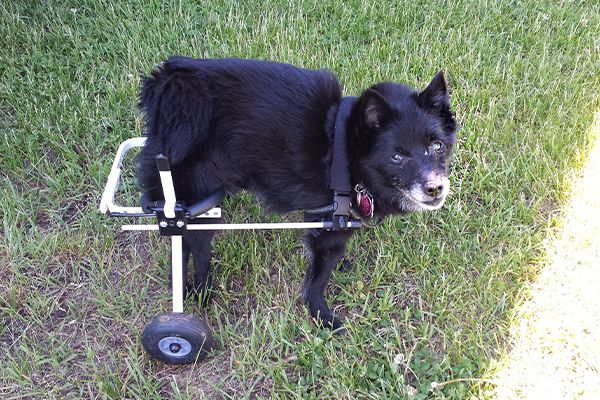 A Schipperke in a Wheelchair