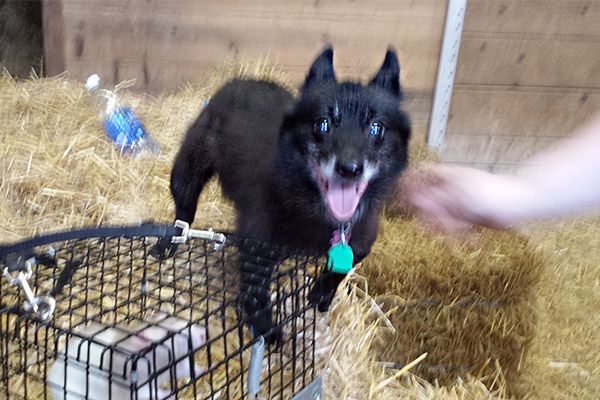 Rescued Schipperke