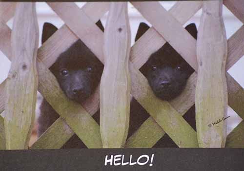 Hello! Schipperke Card