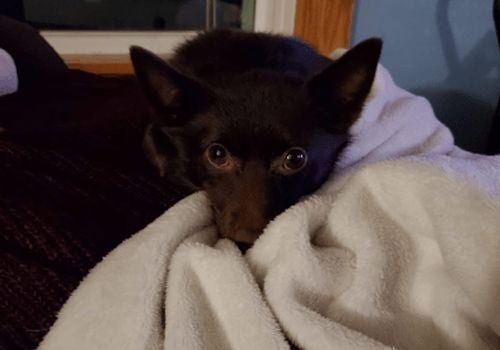 Schipperke Cuddling a Blanket