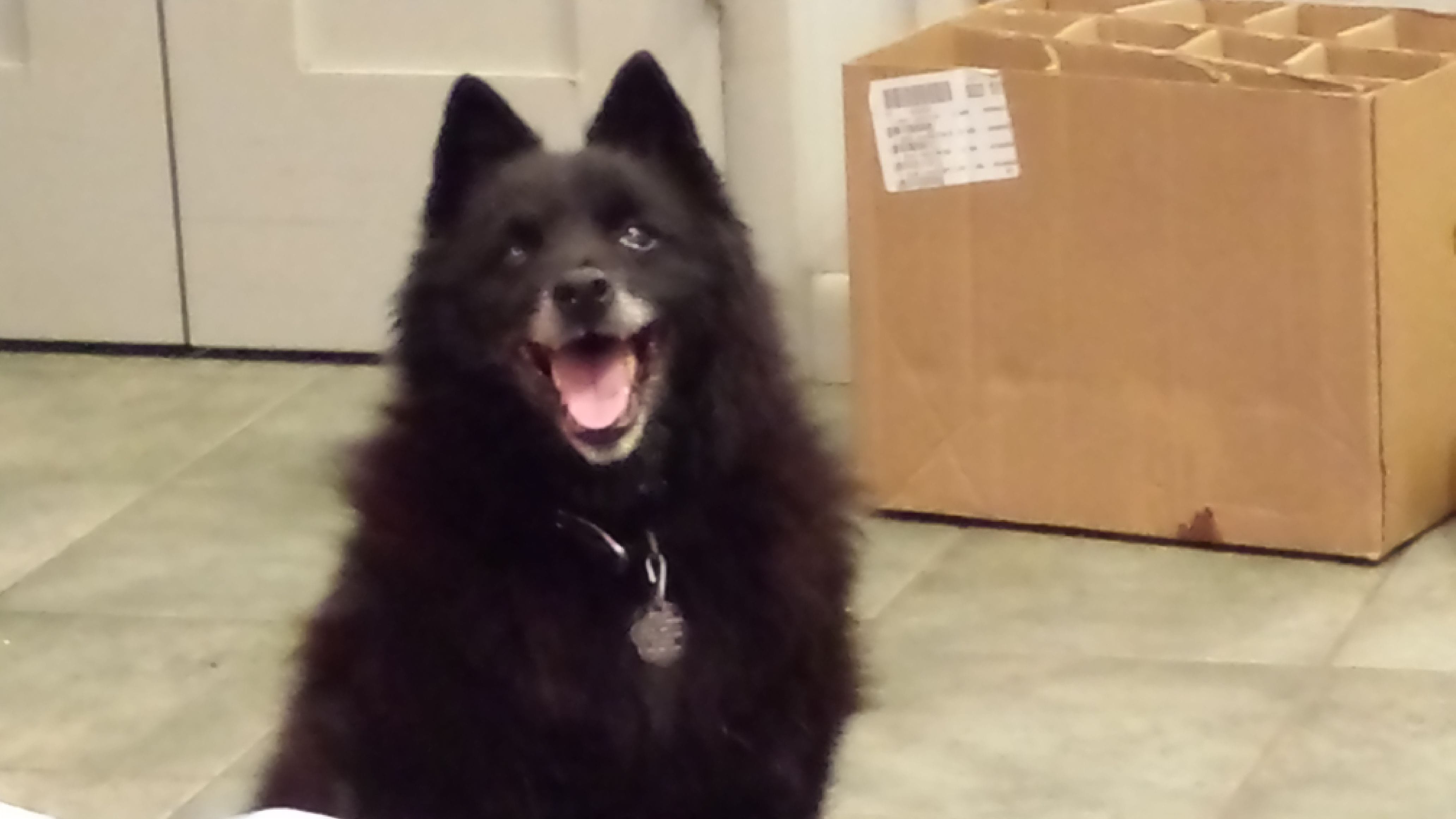 Smiling Schipperke Dog