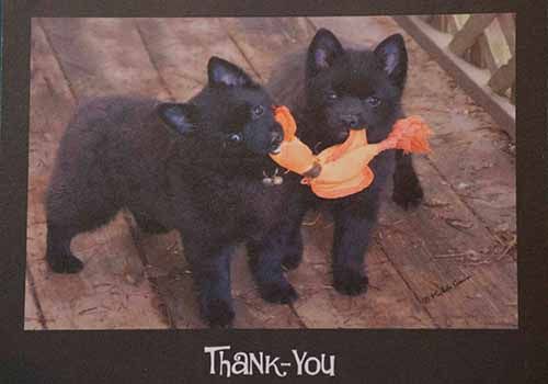 Thank You Card