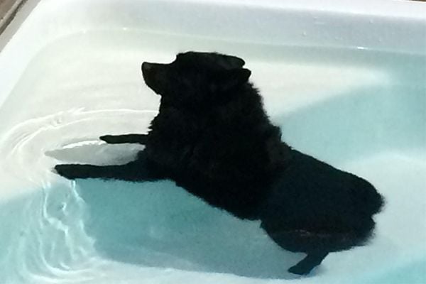 A Schipperke Relaxing in a Pool